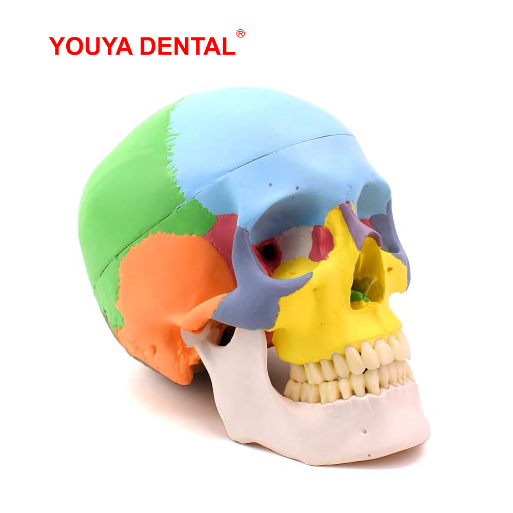 3D Printing Orthodontics - Полноразмерная разборная анатомическая модель черепа с