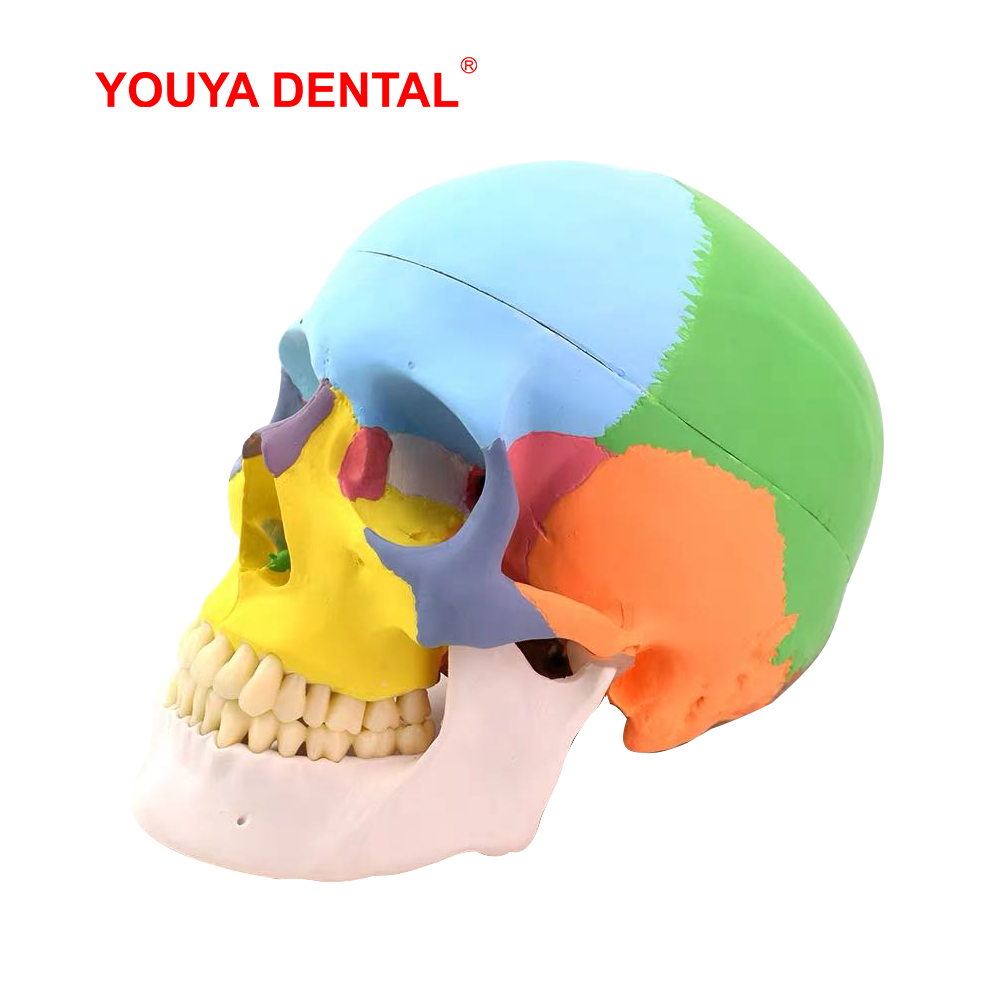Полноразмерная разборная анато – обзор и цена 3D Printing Orthodontics