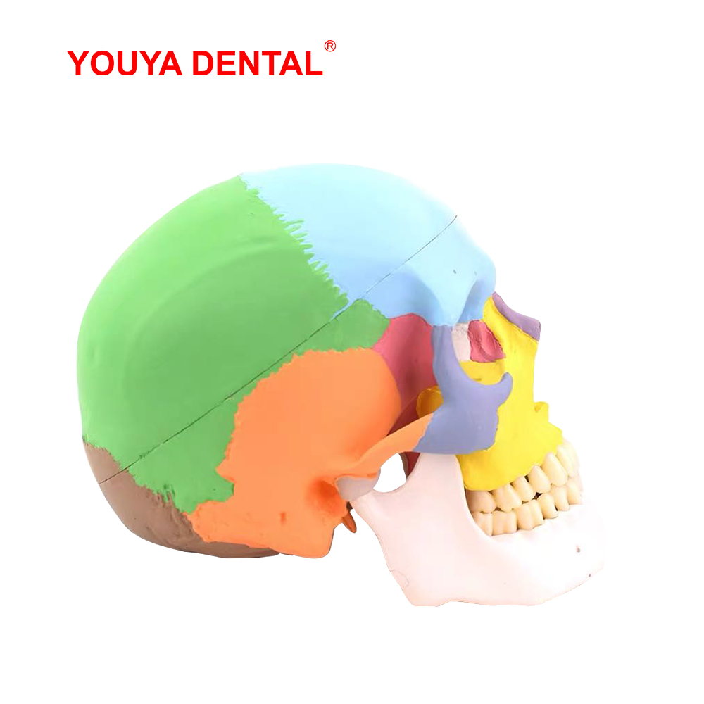 Полноразмерная разборная анато – обзор и цена 3D Printing Orthodontics