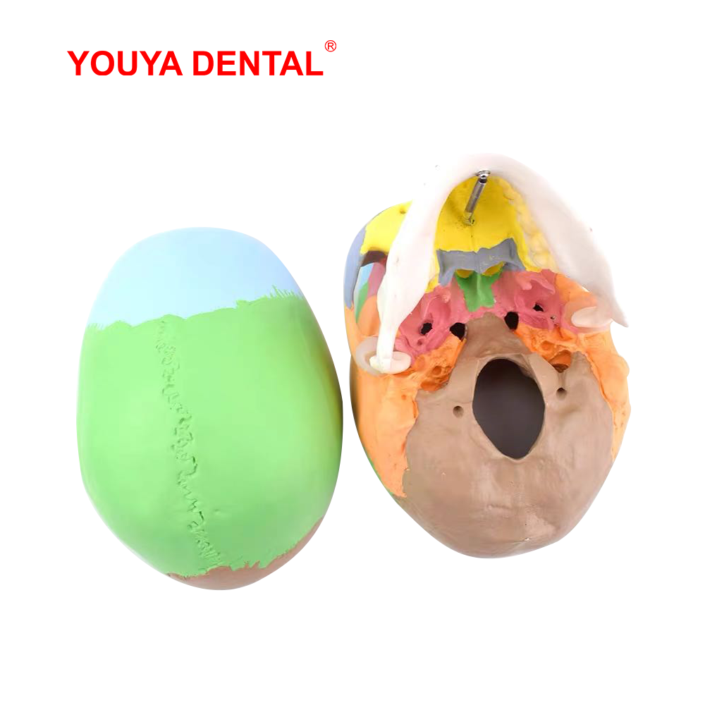 Полноразмерная разборная анато – обзор и цена 3D Printing Orthodontics